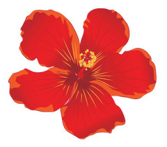 HIBISCUS EXTRACT