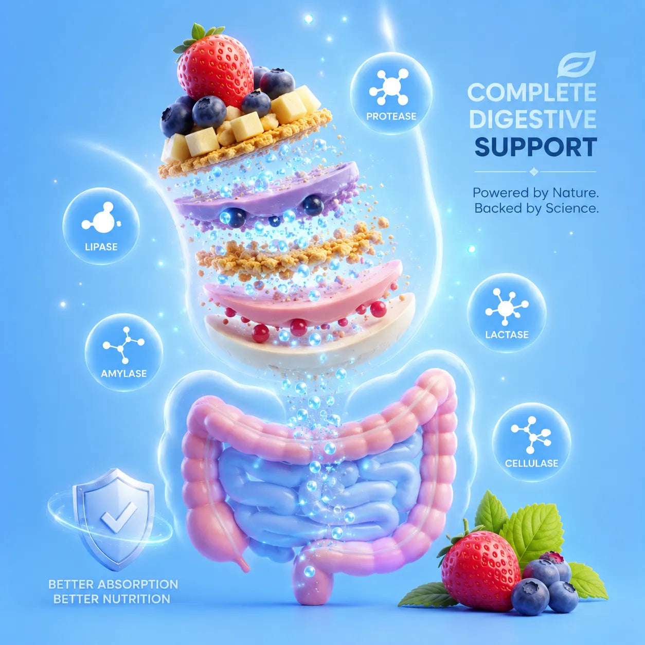 Diagram of digestive system with fruits and text about digestive support on a blue background