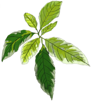 STEVIA GLYCOSIDES