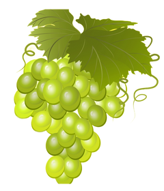 PHOENIX VINIFERA