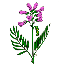 CICHORIUM INTYBUS
