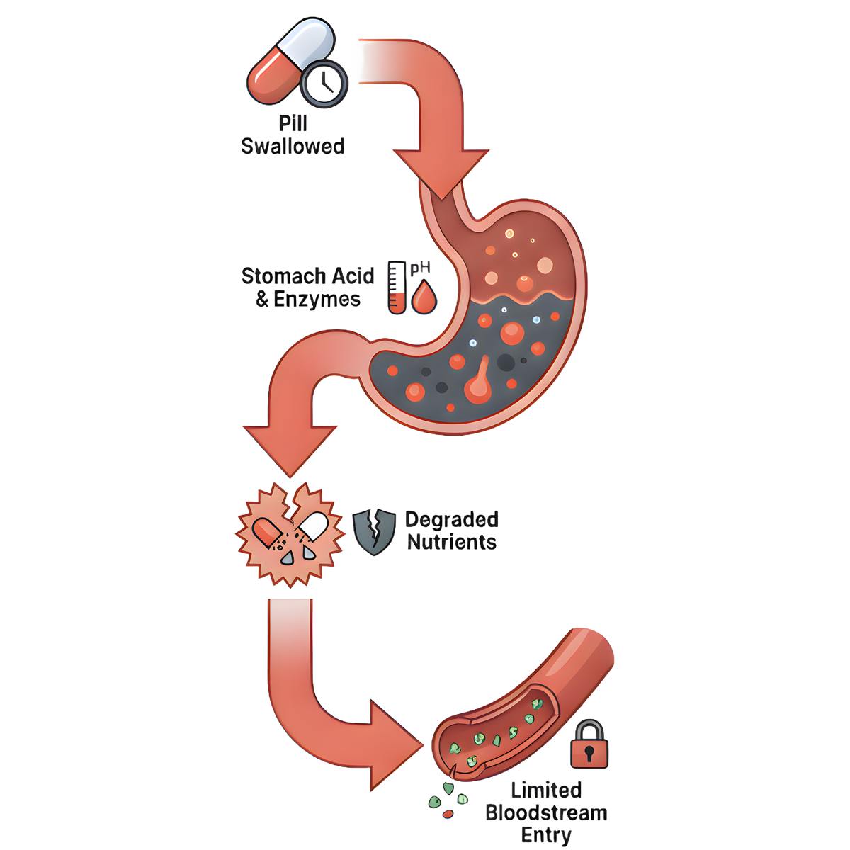 The Digestive Barrier