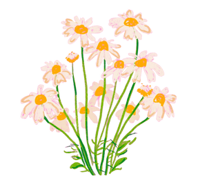 CHAMOMILE