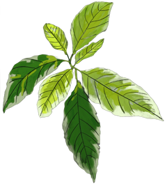 STEVIA & MONK FRUIT