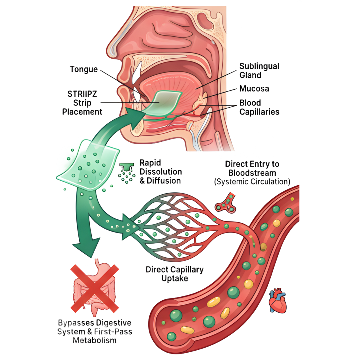 Sublingual Absorption Pathway