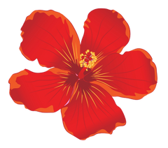 HIBISCUS EXTRACT