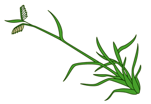 ANDROGRAPHIS PANICULATA