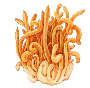 CORDYCEPS MILITARIS