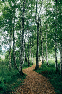 Pathway through a birch forest with green foliage and white tree trunks.