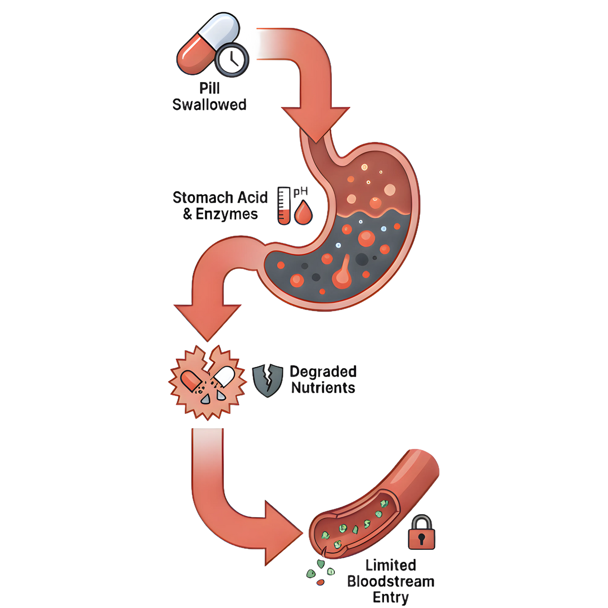 The Digestive Barrier